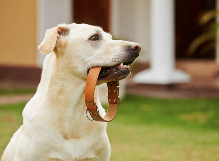 Imagen de un perro que ilustra la cobertura de los seguros de Mutua a Álava, Responsabilidad civil como propietario de perros
